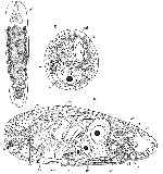 Haplogonaria arenaria