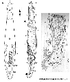 Acoelomorpha (acoelomorphs)