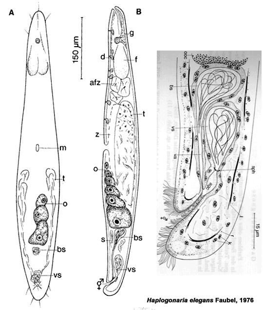 Haplogonaria elegans