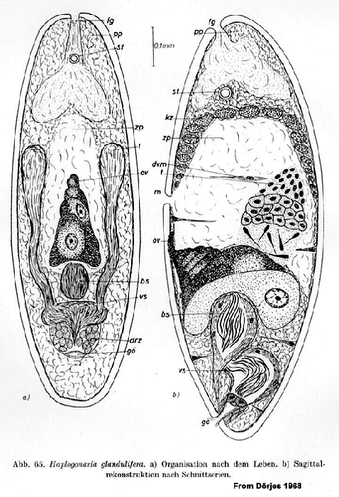 Haplogonaria glandulifera