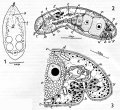 Acoelomorpha (acoelomorphs)