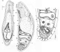 Acoelomorpha (acoelomorphs)