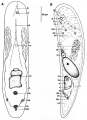 Acoelomorpha (acoelomorphs)