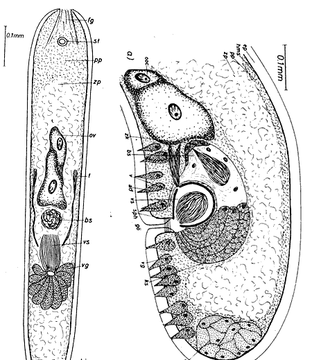 Haplogonaria sinubursalia