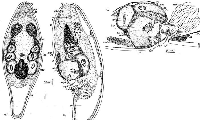 Parahaplogonaria maxima