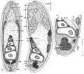 Acoelomorpha (acoelomorphs)