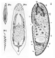 Acoelomorpha (acoelomorphs)