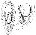 Acoelomorpha (acoelomorphs)