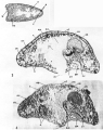 Acoelomorpha (acoelomorphs)