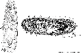 Acoelomorpha (acoelomorphs)