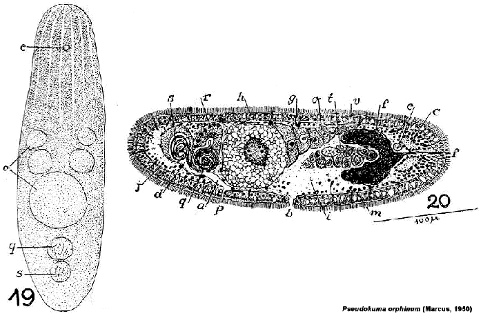 Pseudokuma orphinum