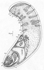 Archocelis macrorhabditis