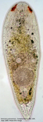 Notocelis gullmarensis