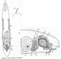 Acoelomorpha (acoelomorphs)