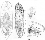 Philocelis karlingi