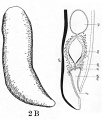 Acoelomorpha (acoelomorphs)