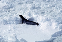 Ross Seal on floe Ross Seal on floe