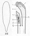 Acoelomorpha (acoelomorphs)