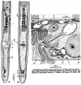 Acoelomorpha (acoelomorphs)