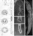 Acoelomorpha (acoelomorphs)