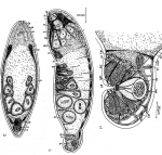 Mecynostomum auritum