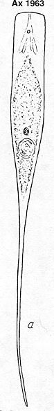 Mecynostomum filiferum