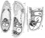 Mecynostomum haplovarium