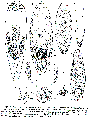 Acoelomorpha (acoelomorphs)