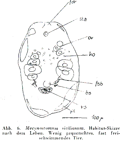 Mecynostomum sizilianum