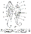 Acoelomorpha (acoelomorphs)