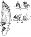 Acoelomorpha (acoelomorphs)