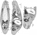 Acoelomorpha (acoelomorphs)