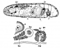 Acoelomorpha (acoelomorphs)