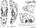 Acoelomorpha (acoelomorphs)