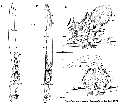 Acoelomorpha (acoelomorphs)