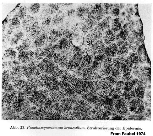 Pseudmecynostomum bruneofilum