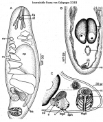 Pseudmecynostomum pellucidum
