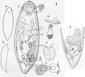 Acoelomorpha (acoelomorphs)