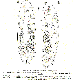 Acoelomorpha (acoelomorphs)