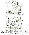 Acoelomorpha (acoelomorphs)