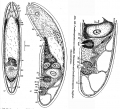 Acoelomorpha (acoelomorphs)