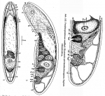 Eumecynostomum westbladi