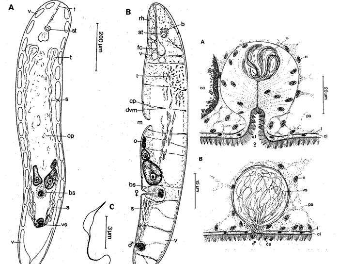 Eumecynostomum altitudi