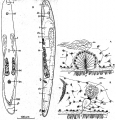 Acoelomorpha (acoelomorphs)