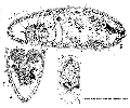 Acoelomorpha (acoelomorphs)