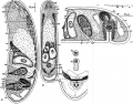 Acoelomorpha (acoelomorphs)