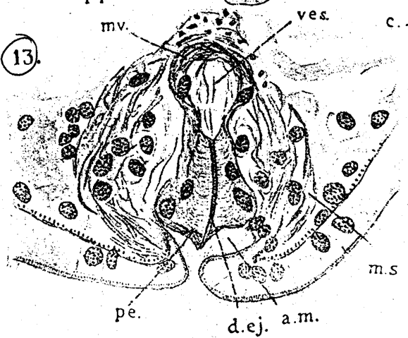 Eumecynostomum pallidum