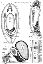 Eumecynostomum tardum