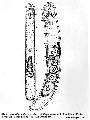 Acoelomorpha (acoelomorphs)