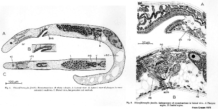 Solenofilomorpha funilis